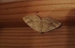 Camptogramma bilineata