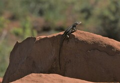 Sceloporus tristichus