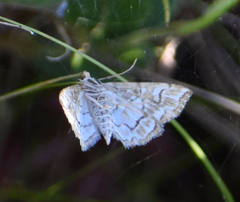 Elophila icciusalis