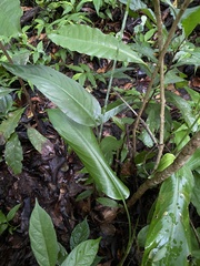 Heliconia psittacorum