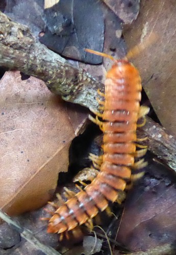 Rhachodesmidae