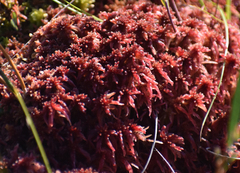 Sphagnum rubellum