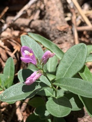 Rhinotropis californica