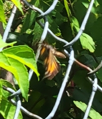 Libytheana carinenta