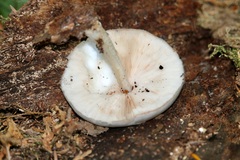 Pluteus petasatus
