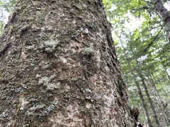 Sphaerophorus globosus