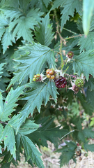 Rubus laciniatus