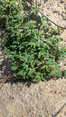 Euphorbia polygonifolia