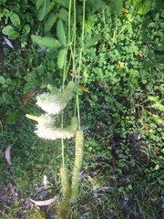 Sanguisorba canadensis