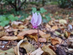 Cyclamen hederifolium