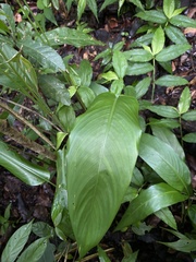 Heliconia psittacorum
