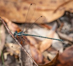 Austroargiolestes icteromelas