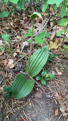 Cypripedium acaule