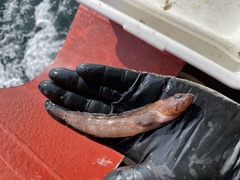 Ulvaria subbifurcata