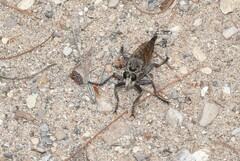 Proctacanthus milbertii