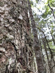 Sphaerophorus globosus