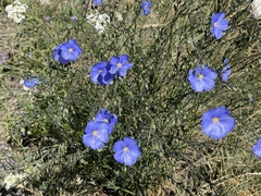 Linum