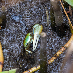 Minuca longisignalis