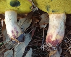 Pulchroboletus rubricitrinus