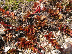 Epilobium tasmanicum