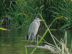 Ardea cinerea