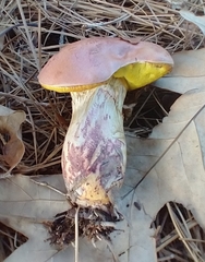 Pulchroboletus rubricitrinus