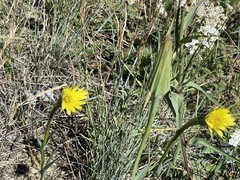 Tragopogon dubius