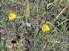 Tragopogon dubius