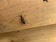 Etorofus obliteratus