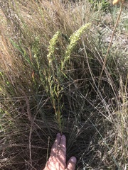 Artemisia dracunculus