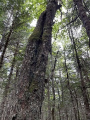 Sphaerophorus globosus