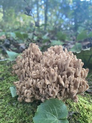 Clavulina cinerea