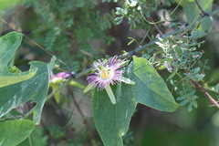 Passiflora mexicana