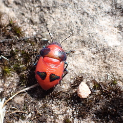 Choerocoris paganus