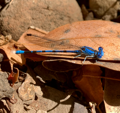 Argia vivida