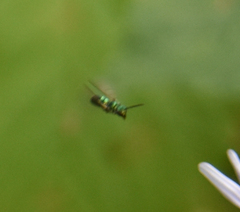 Augochloropsis metallica