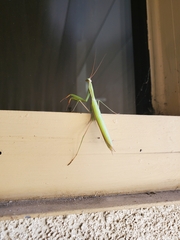 Mantodea