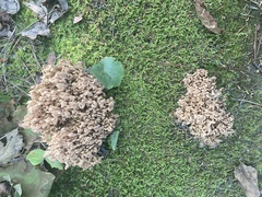 Clavulina cinerea