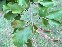 Parrotia