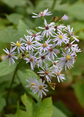 Symphyotrichum ciliolatum