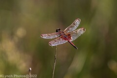 Celithemis elisa