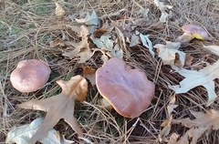 Pulchroboletus rubricitrinus