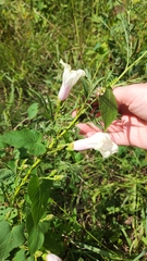 Ipomoea pandurata