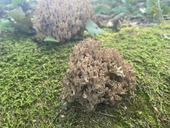 Clavulina cinerea