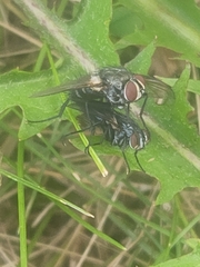 Tachinidae
