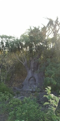 Beaucarnea