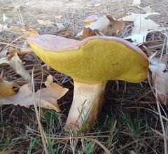 Pulchroboletus rubricitrinus