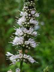 Mentha spicata