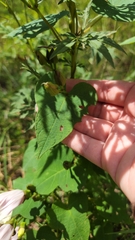 Ipomoea pandurata