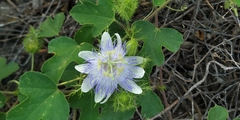 Passiflora foetida